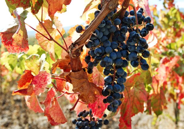 Осень в Крыму Осень в Крыму