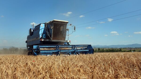 Уборка озимых зерновых в Крыму