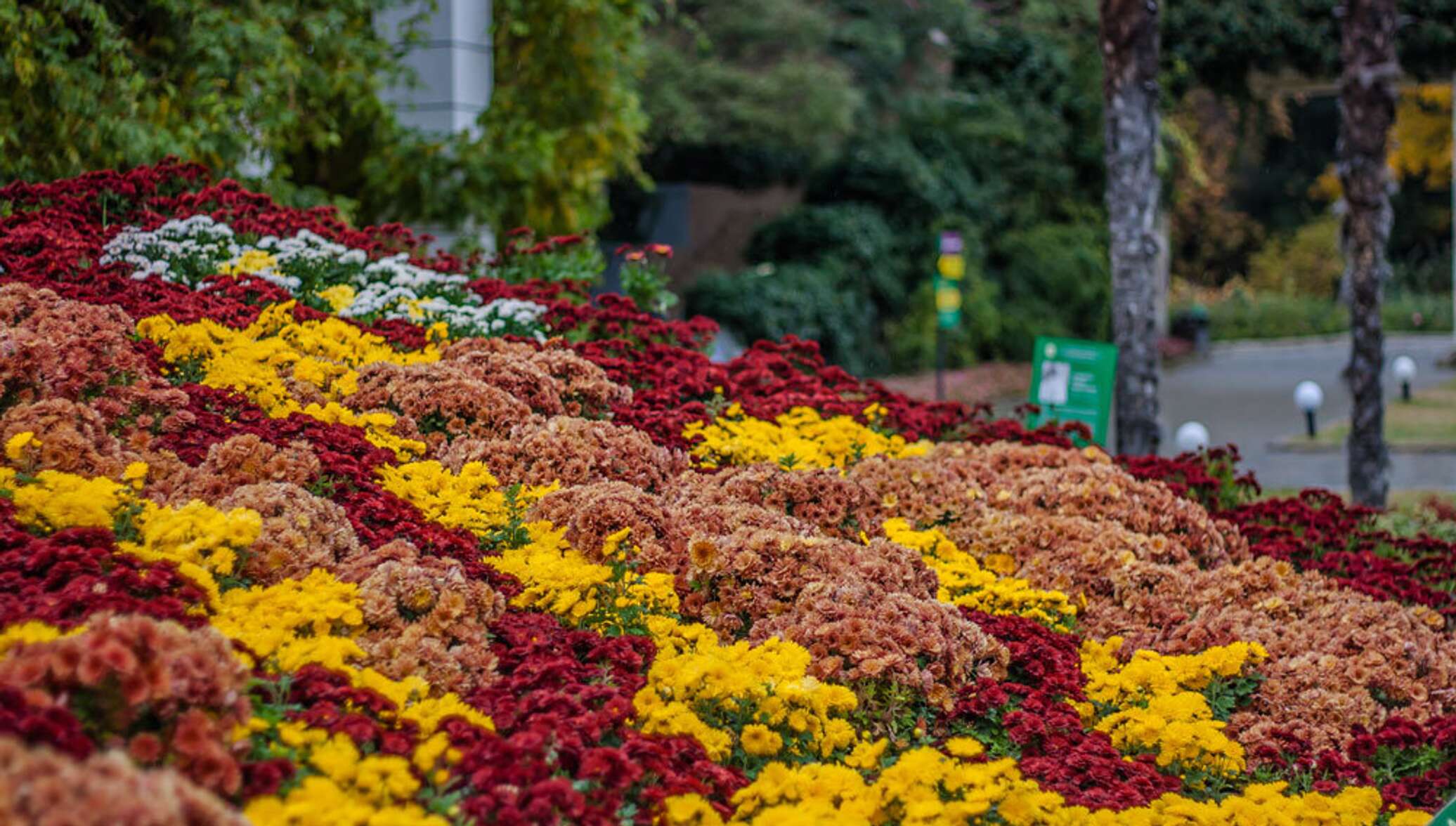 никитский ботанический сад бал хризантем 2023 фото