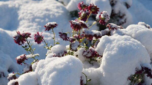 Цветы в снегу. Архивное фото