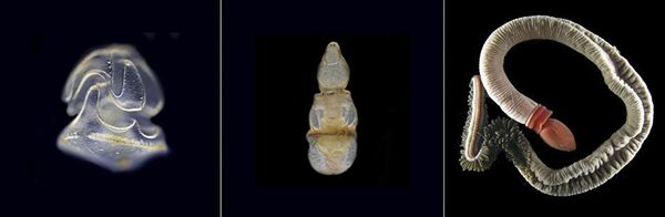 Стадии развития Schizocardium californicum Стадии развития Schizocardium californicum