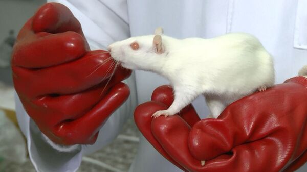 Молодые ученые КФУ доказали на крысах вред электронных сигарет для легких