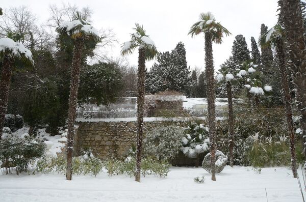 Зима в Никитском ботаническом саду