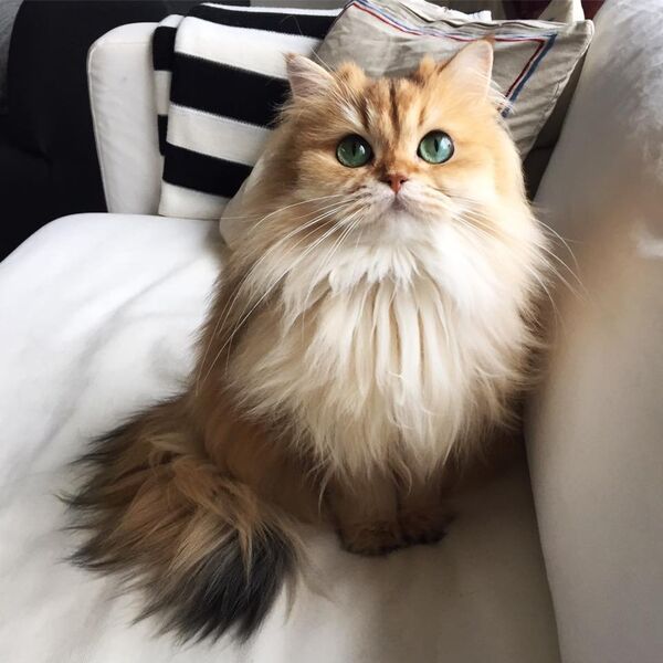 Кошка Смузи, самая фотогеничная в мире