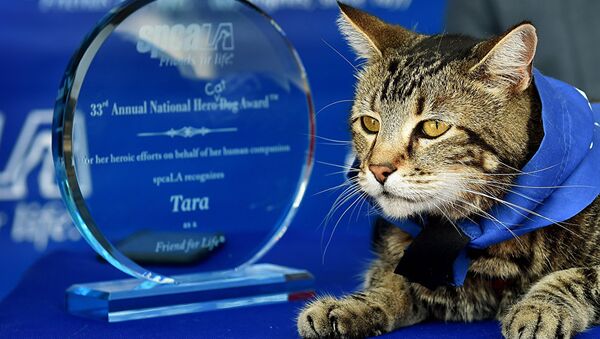 Кошка Тара, которая спасла от нападения собаки ребенка