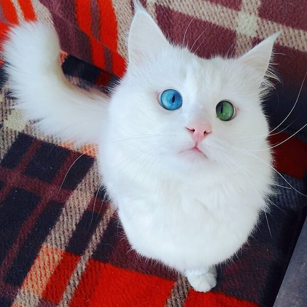 Турецкий кот Алош