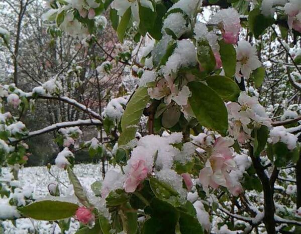 Цветущие деревья Симферополя в снегу. 23 апреля 2017
