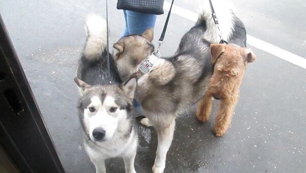 Собака, которую пытались провезти через границу с Крымом без соответствующих документов
