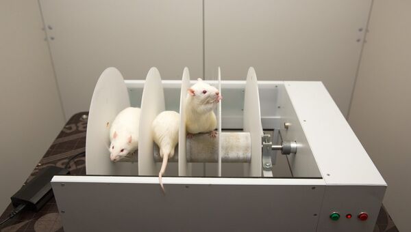 Исследования на мышах в новом Центре коллективного пользования Экспериментальная физиология и биофизика в КФУ