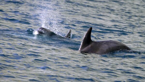 Дельфины в водах Черного моря