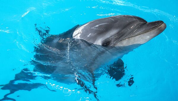 Открытие Центра плавания с дельфинами в Москве