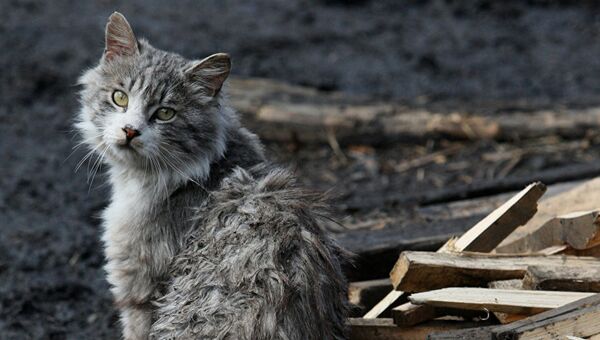 Кот во дворе приюта для бездомных животных. Архивное фото