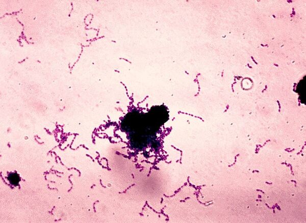 Бактерии Streptococcus mutans Бактерии Streptococcus mutans