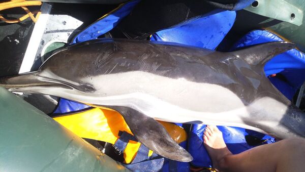 Дельфин-белобочка, которого удалось спасти у берегов Керчи