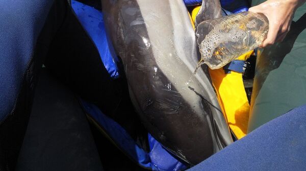 Дельфин-белобочка, которого удалось спасти у берегов Керчи