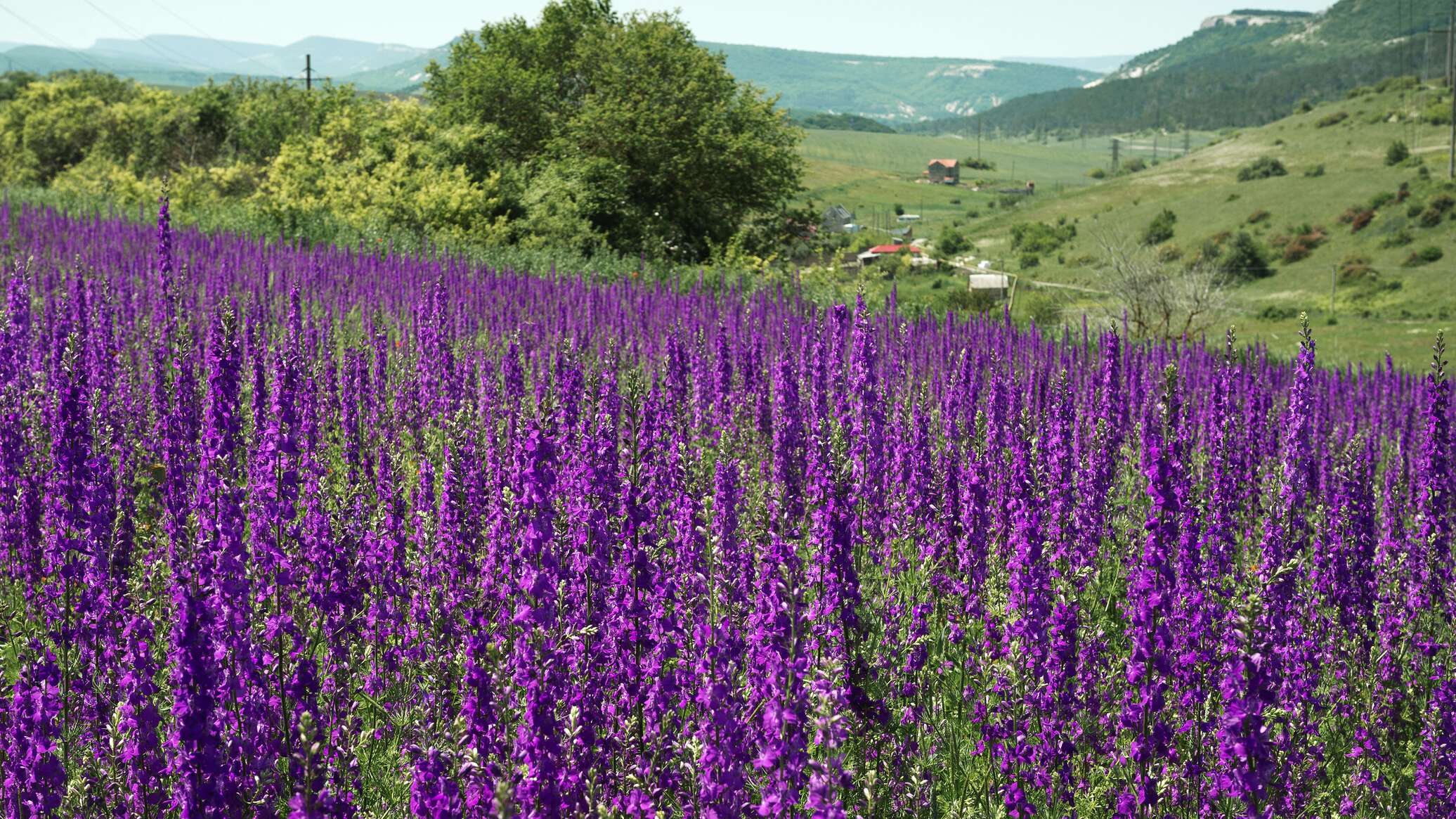 Шалфей в крыму фото