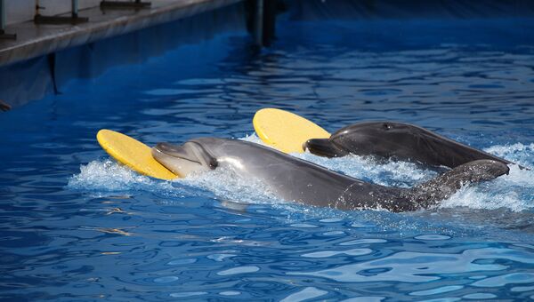 Дельфины в севастопольском дельфинарии