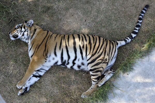 Тигр в сафари-парке Тайган в Крыму