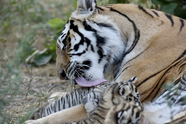 Тигрица Василиса с тигрятами в сафари-парке Тайган в Крыму