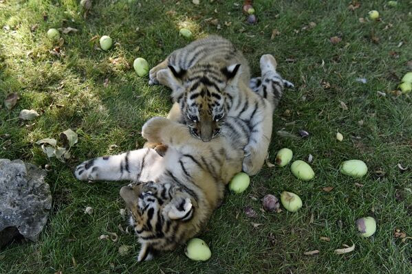 Тигрята в сафари-парке Тайган в Крыму