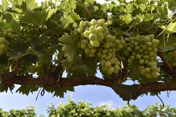 Виноградники в Бахчисарайском районе Крыма