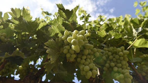 Виноградники в Бахчисарайском районе Крыма