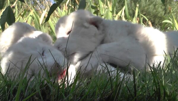 Сбежали из корзинки, уснули на траве: первый день жизни белых львят в Крыму