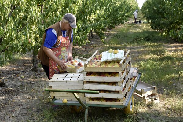 Сбор персиков в Сакском районе Крыма
