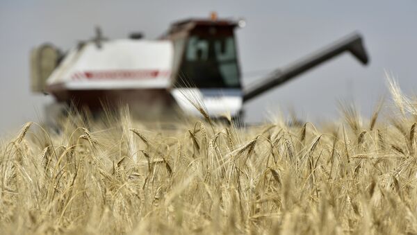 Уборка зерновых в Белогорском районе Крыма