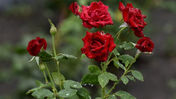 Розы под дождем. Симферополь