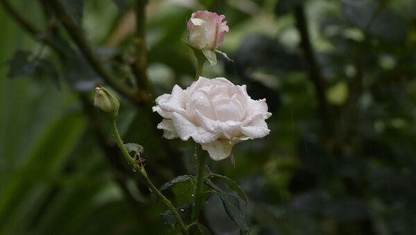 Розы под дождем в Симферополе