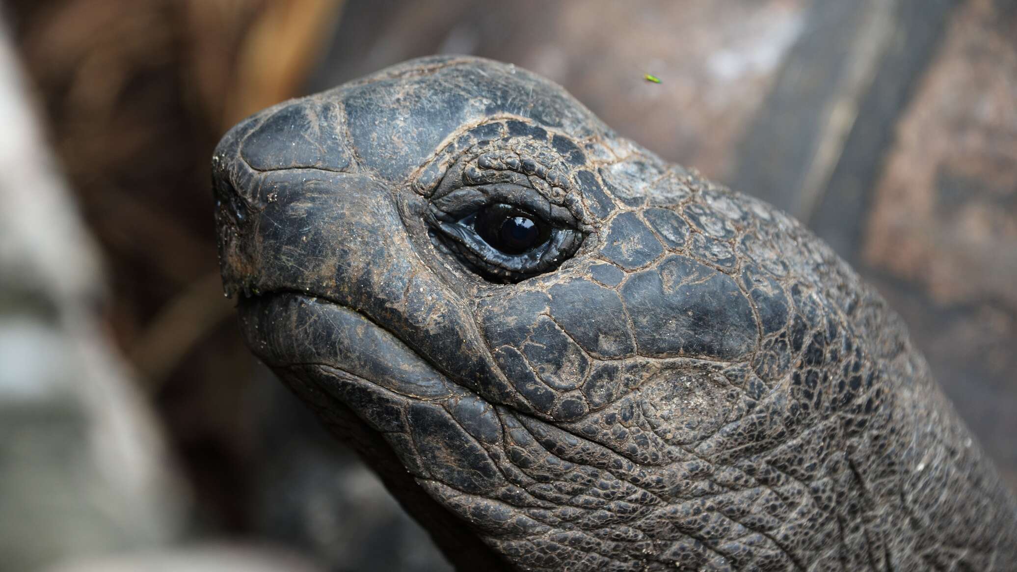 Черепаха 9 8. Галапагосская черепаха фото.