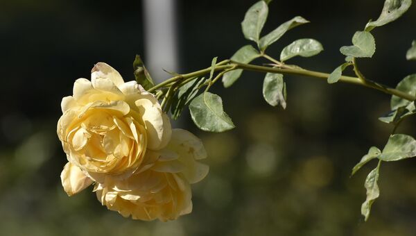 Роза в Ботаническом саду Крымского федерального университета им.Вернадского в Симферополе