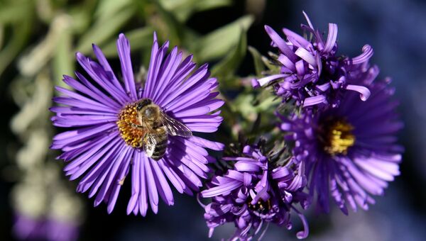 Пчела на цветке в Ботаническом саду Крымского федерального университета им.Вернадского в Симферополе