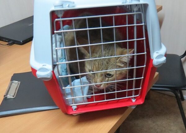 Кот, которого не пропустили в Крым с Украины Кот, которого не пропустили в Крым с Украины