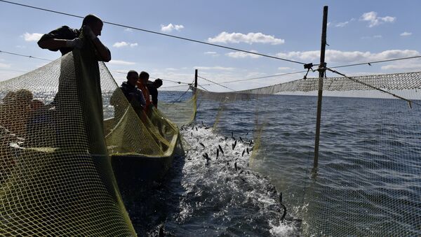 Рыбаки во время ловли рыбы сетями на мысе Тарханкут. Большой Атлеш