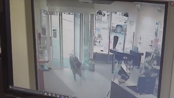 Скриншот с видео в YouTube о нападении диких кабанов на жителей немецкого города Хайде