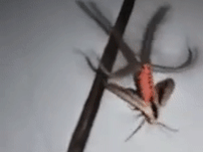 Как пришелец: пользователей сети поразило видео с необычным насекомым