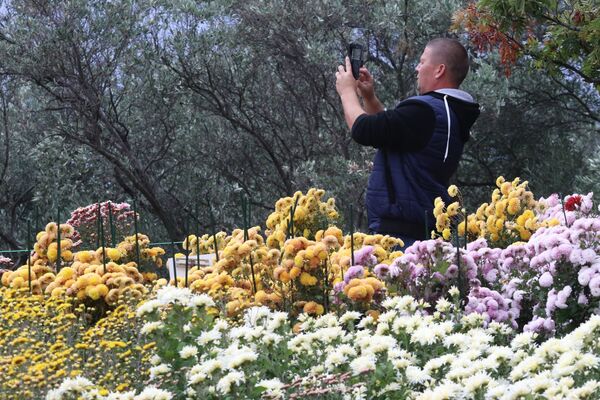 Бал хризантем в Никитском ботаническом саду
