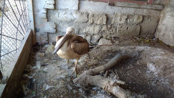Птенец розового пеликана, которого нашли на водоочистных сооружениях в Феодосии инспекторы Минприроды Крыма