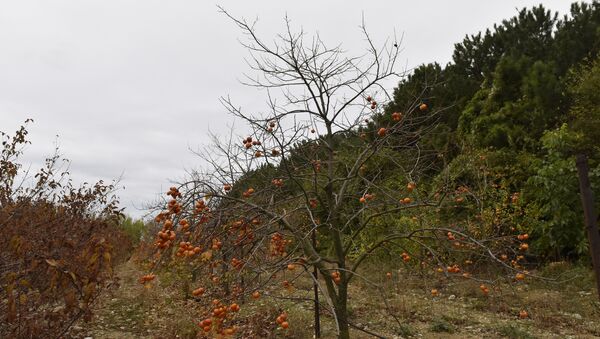 Дерево с плодами хурмы на плантациях в Кореизе