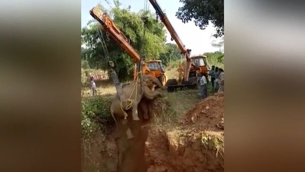 Индийские спасатели подъемными кранами вытащили упавшую в яму слониху