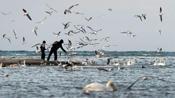 Зима в Крыму. Мужчина с мальчиком кормят птиц в бухте Омега в Севастополе