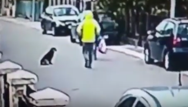 В Черногории бездомная собака спасла женщину от грабителя