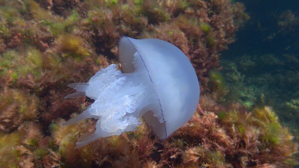 Медуза в море у мыса Тарханкут в Крыму