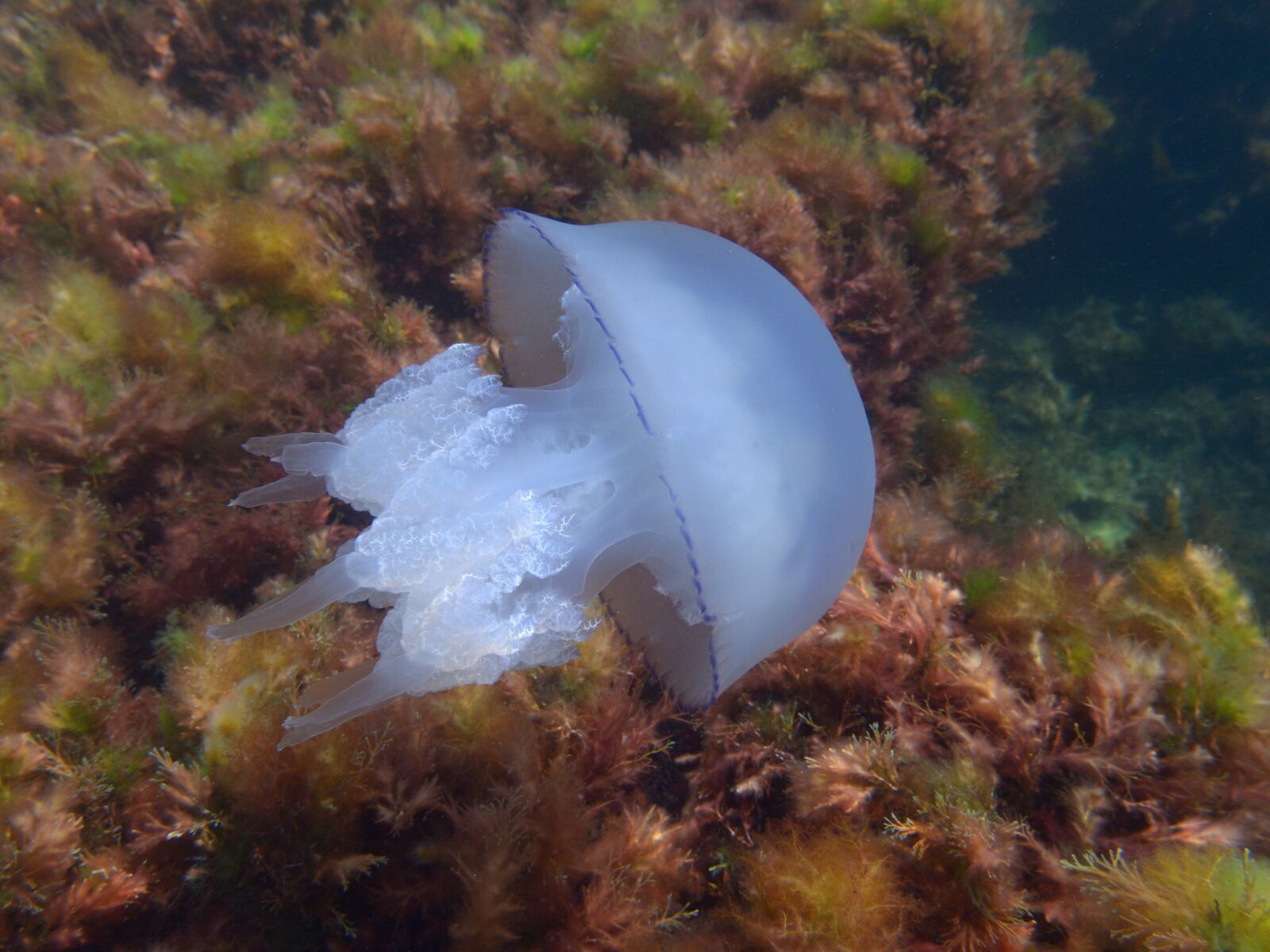 какие медузы водятся в черном море крым