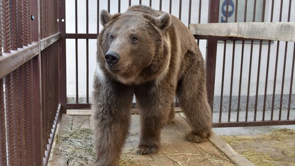 Медведь Грозный, подаренный главой Чечни Рамзаном Кадыровым главе РК Сергею Аксенову