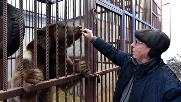 Медведь Грозный, подаренный главой Чечни Рамзаном Кадыровым главе РК Сергею Аксенову