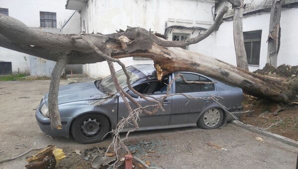 В Севастополе упавшее дерево придавило машину