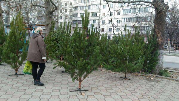 Продажа елок в Симферополе